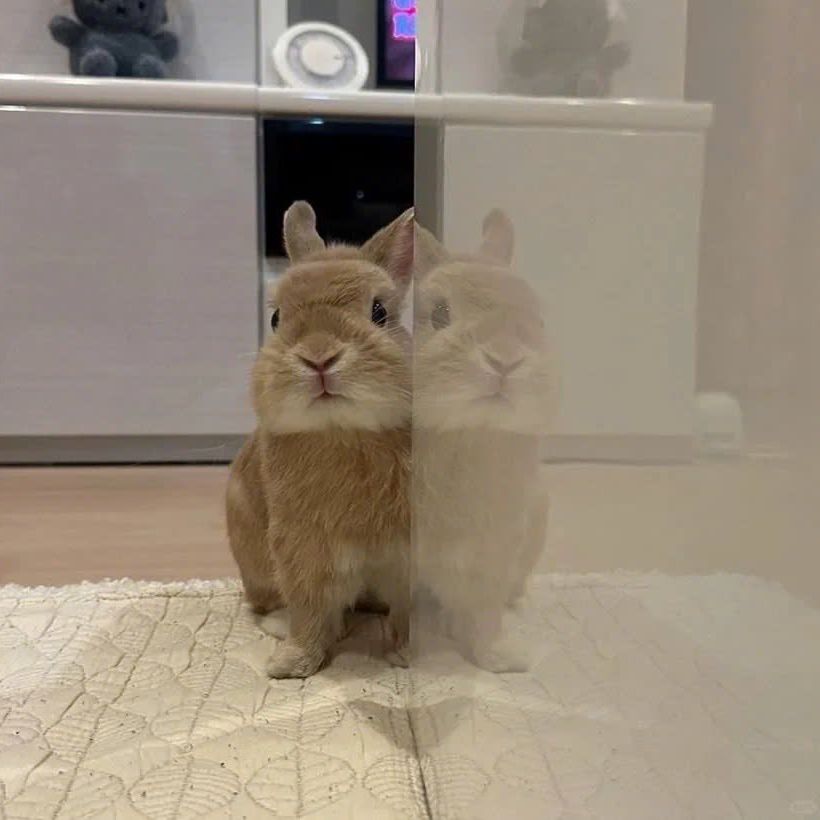 두유